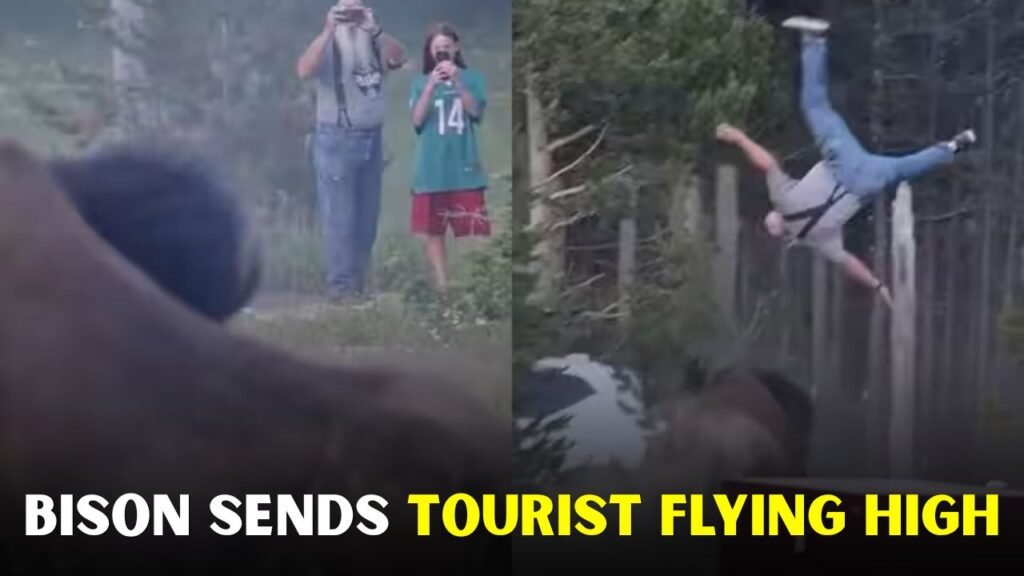 Yellowstone Bison Launches Tourist 8 Feet Into the Air