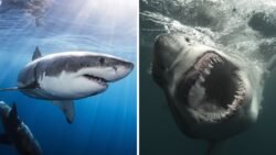 Shark Week 2026 Full TV Schedule Streaming Details and How to Watch Every Episode